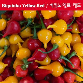 Red Yellow Biquinho Peppe 비퀴노 레드 옐로우 페퍼 희귀 고추 특수작물, 1개