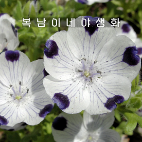 오점 네모필라 [4포트 복남이네야생화 모종 nemophila], 4개