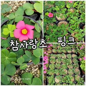 참사랑초 핑크 0010 랜덤 공기정화식물/미세먼지/공기정화효과 공기정화식물, 1개