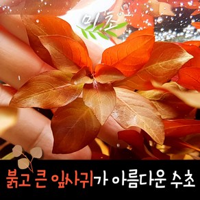 [미초] 루드위지아 다이아몬드 수초 1촉 / 유경 수초 / 초보자 수초 / 어항 수초