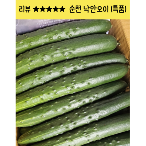 [임가네농산] 오이 순천 낙안오이 국내산 오이 취청오이 청오이 오이 특품, 1개, 2kg300내외(10개)