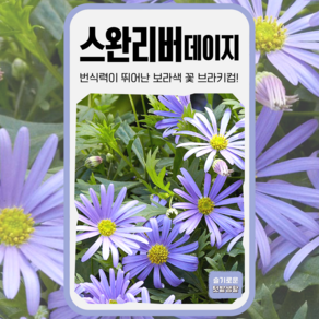 스완리버데이지 씨앗 300립 세계종묘 종자 모종 씨 꽃씨 야생화 일반종 다년생 브라키컴, 1개