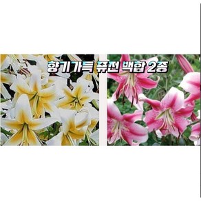 향기백합구근(퓨전백합2종)4구