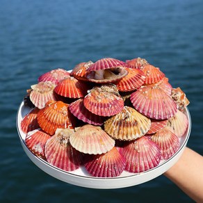 통영 제철 홍가리비 산지직송 세척 가리비, 1개, 1kg [25미 내외]