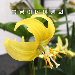 구근 얼레지 파고다 [2구 복남이네야생화 elegy 에리트로니움 eythonium], 2개