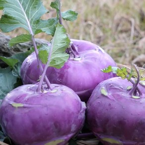 달콤 아삭 제주 콜라비 최상품 특과, 1박스, 10kg