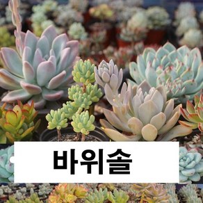 브론브바위솔 왕거미바위솔 섬털바위솔 장미바위솔 블랙탑바위솔 피핀바위솔 아그레로망바위솔 상록수바위솔 센셋바위솔 연화바위솔, 3.베이스스타바위솔, 1개