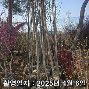 충주원예조경 / 포포나무 / 6~7년생 / 분, 1개