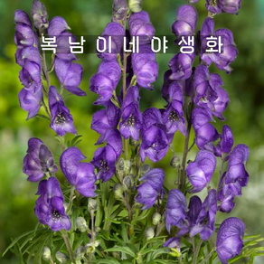 아코니툼 [2포트 복남이네야생화 모종 원예종 투구꽃 aconitum]