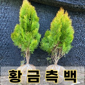 황금측백나무 묘목 2그루 울타리나무 산소에심는나무, 2개