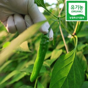 국산 유기농 청양고추 맛있게 매운고추, 1개, 200g