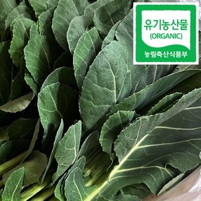 [당일수확 당일출고] 순창 유기농 케일 쌈채소 500g