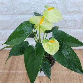 곰플랜트/ 안시리움(소품) 바닐라 노랑, 1개, 옐로우