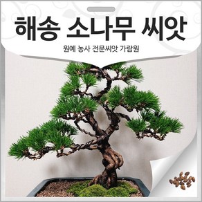 해송 씨앗 소나무 씨앗 해송 종자 소나무씨 500알, 1개