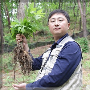 유재덕의 산양산삼 산양삼 장뇌삼 장뇌산삼 12년근 2뿌리 부터, 12년산 A급 1뿌리(총 2뿌리), 2개