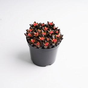 갑조네 블랙취설송 소품 다육이 키우기 쉬운 식물 공기정화 희귀, 1개, 단일