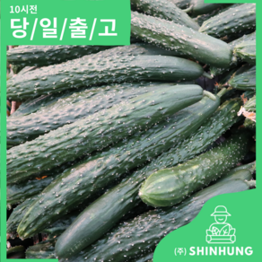 식탐대첩 국내산 못난이 가시오이 1kg