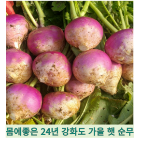 [국내산] 강화도 산지직송 24년 노지 가을 햇 강화 순무 순무김치