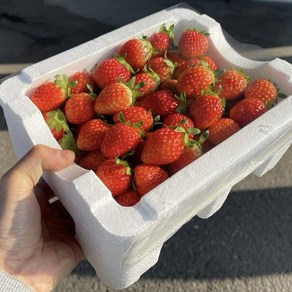 [맛없으면 환불] 순삭 딸기 벌크포장 설향 중과 1kg박스, 2개, 1kg