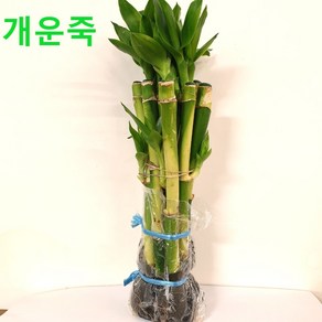 개운죽 20cm 1묶음 (10개포함) 1팩, 1개