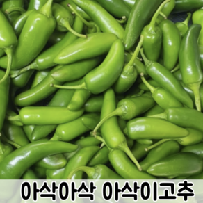 국내산 못난이 아삭아삭 싱싱한 아삭이고추 모닝고추 1kg 2kg 3kg 5kg / 오이고추 아삭이오이고추 오이맛고추 오이고추 모닝고추1키로