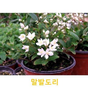 초화식물/야생화 말발도리 화분모종 4개(L0049), 4개