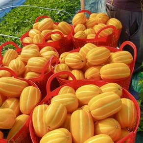 [산지직송] 벌꿀맛 고당도 성주 꿀참외 가정용, 1박스, 3kg(혼합과)