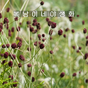오이풀 마틴스멀베리 [1개 복남이네야생화 모종 버넷 상귀소르바 sanguisoba], 1개