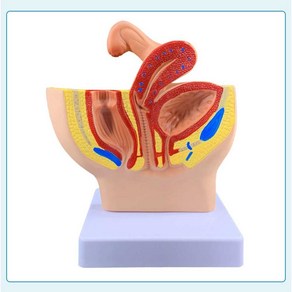 인체 해부 모형 남성 생식기 병원 교육용 교구 실습, 1개, 소형 여성 골반