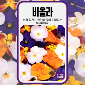 비올라 씨앗 300립 세계종묘 종자 모종 씨 꽃씨 야생화 일년생 헬렌마운트 미니팬지, 1개