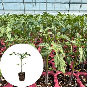새마을총각 대추방울토마토모종 빨강 스테비아농법, 2개