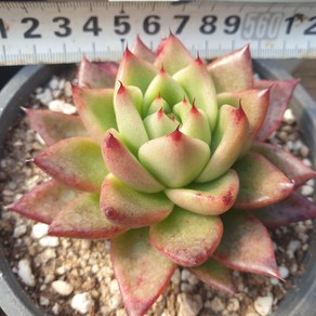 [수암다육] 로또 랜덤발송 Echeveria 다육 다육이 다육식물