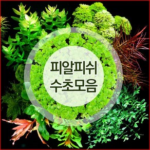 피알피쉬 유경수초 균일가/키우기쉬운수초/수초어항/후경수초