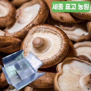 국산 생표고버섯 파지 못난이표고버섯, 1개, 1 파지500g