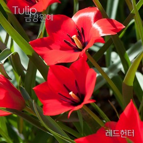 미니 튤립(Mini Tulip-원종) 추식 구근 레드헌터(1set-5구) 금강원예, 1세트