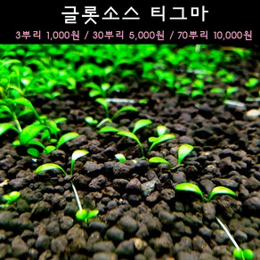 [수초아쿠아] 글롯소스 티그마 초보수초 인기수초 구피 새우 은신처 어항수초 수초맛집 득템수초 전경수초, 10개