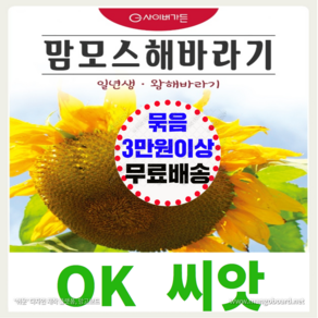 [OK씨앗] [맘모스해바라기] 해바라기씨앗 종자(오케이씨앗), 1개