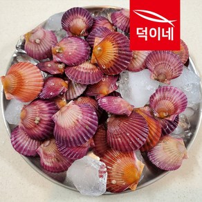 통영 홍가리비 2kg 제철 조개 가리비 구이