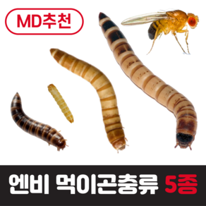 [초특가] 실험 학습 먹이용 엔비 밀웜 서비스밀기울O 단일, 일반밀웜(소), 200마리, 10ml