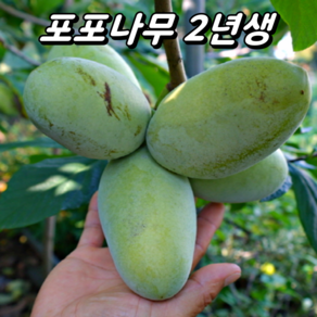 포포나무 실생2년생 포트묘, 실생2년생(포트), 1개