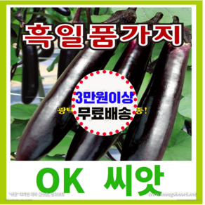 [OK씨앗] [흑일품가지] 가지씨앗 종자(오케이씨앗), 100개