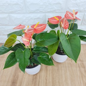 곰플랜트/ 안시리움(소품) 오렌지리비움 주황줄무늬, 2개, 주황색