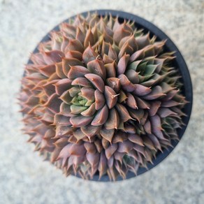 [수암다육] 로망 랜덤발송 Echeveria 'Roman' 랜덤발송 다육 다육이 다육식물 337