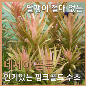 [수초농부] 네세아 골든 (핑크 골드 발색의 고급 수초), 1개