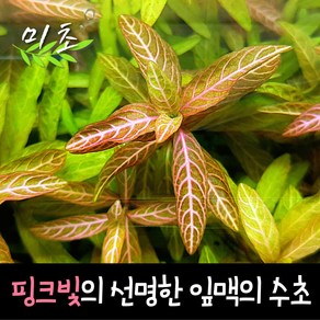 [미초] 하이그로필라 로잔네르비스 수초 3촉 / 유경 수초 / 초보자 수초 / 어항 수초, 3개