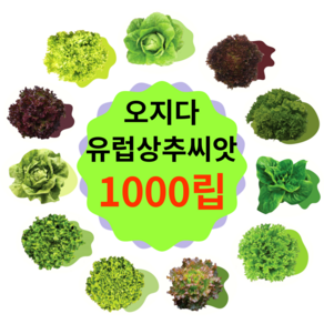 유럽상추 씨앗 1000립 코팅 종자(버터헤드 로메인 바타비아 멀티리피 타입), 오즈크리스피(멀티리피타입) 1000립, 1개