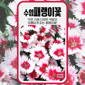 수염패랭이꽃 씨앗 500립 세계종묘 종자 모종 씨 꽃씨 야생화 혼합종 패랭이꽃씨, 1개