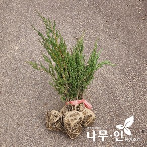 [나무인] 눈향나무 누운향나무 키30cm, 1개