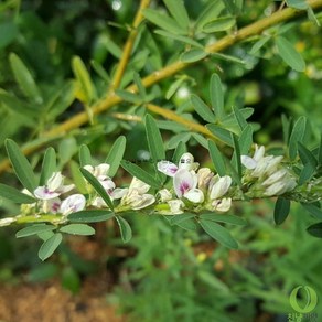 비수리(야관문) 씨앗 100립(일반종), 1개