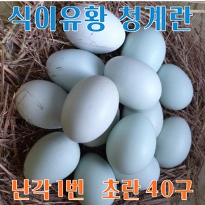 강원고성 자연방사 청란 (초란) 청계란 유정란 (난각1번), 40구, 1개